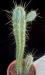 Stesonia coryne 2.jpg